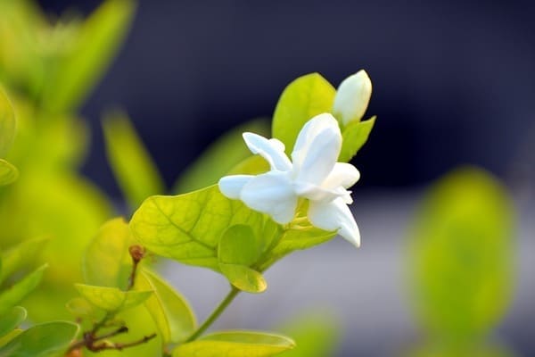 サンパギータってどんな花 フィリピンに咲く美しい花 花言葉７選 Abconcepcion Consulting